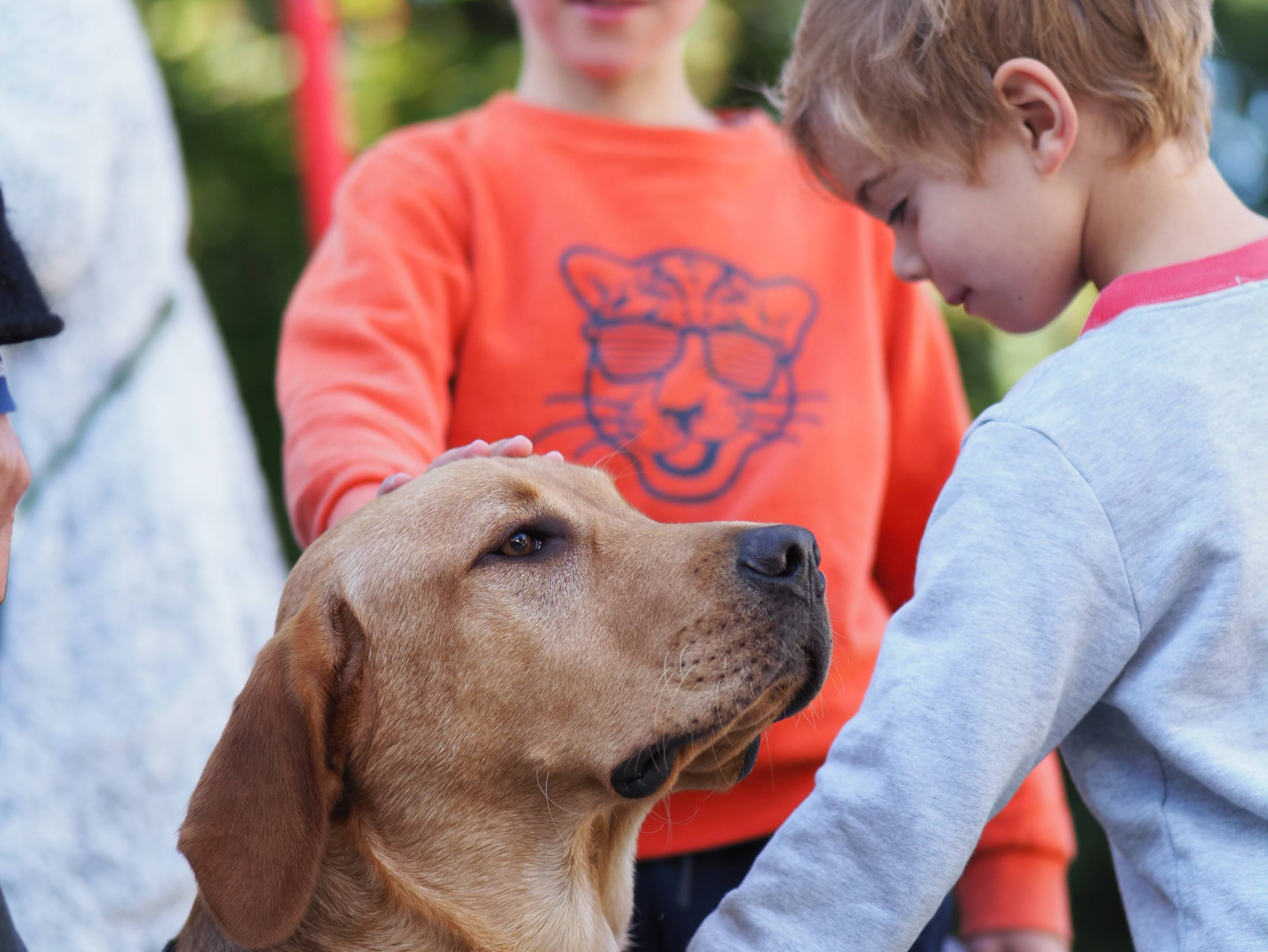 Chiens Guides Paris