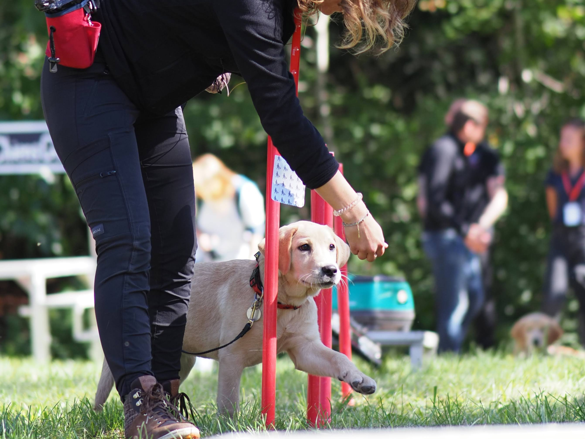 Chiens Guides Paris