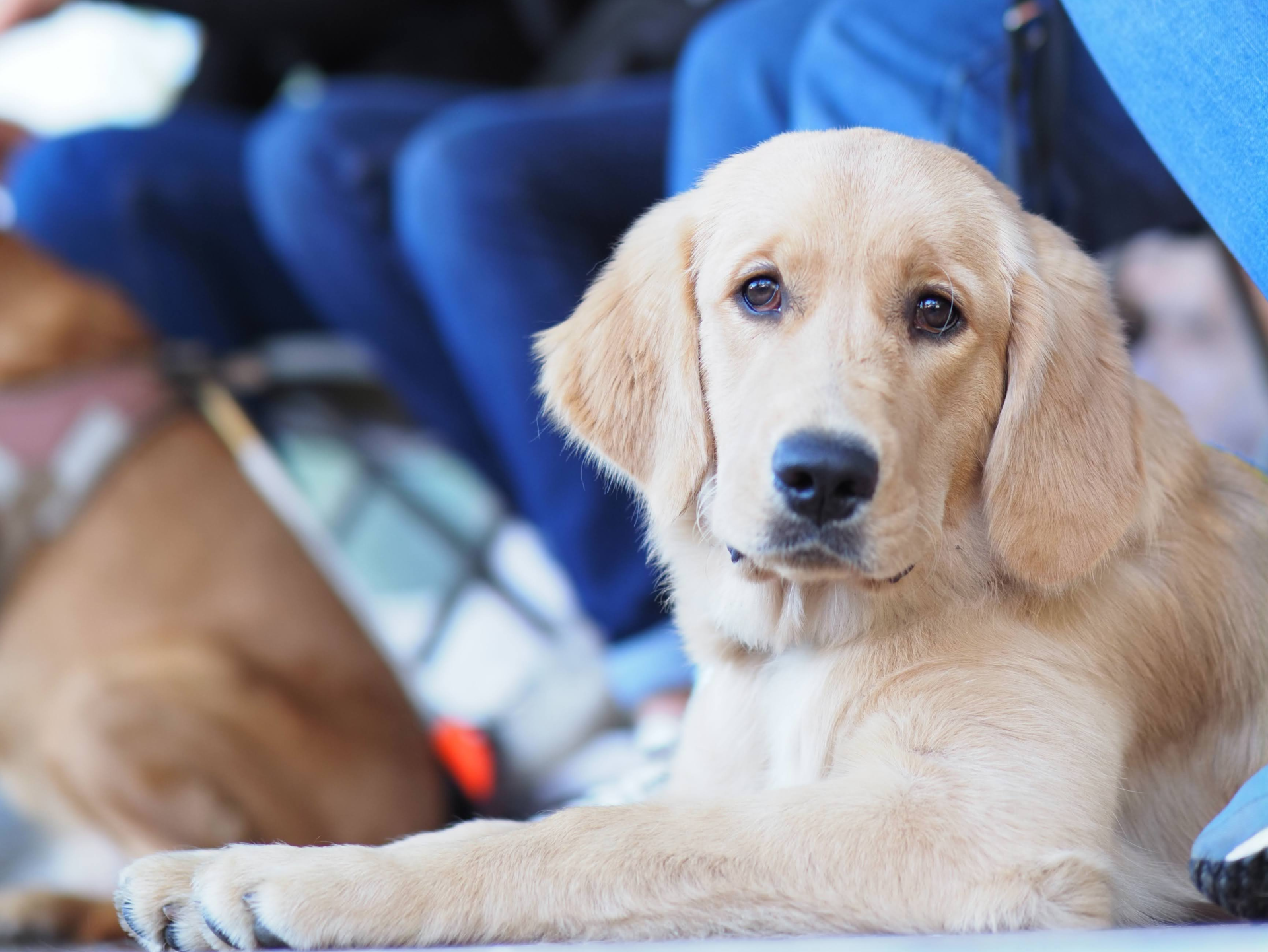 Chiens Guides Paris