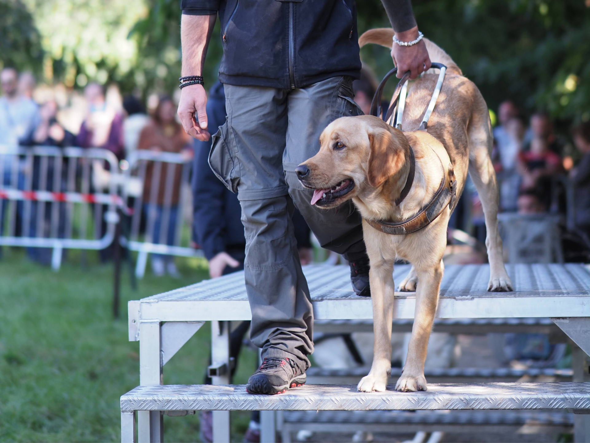 Chiens Guides Paris