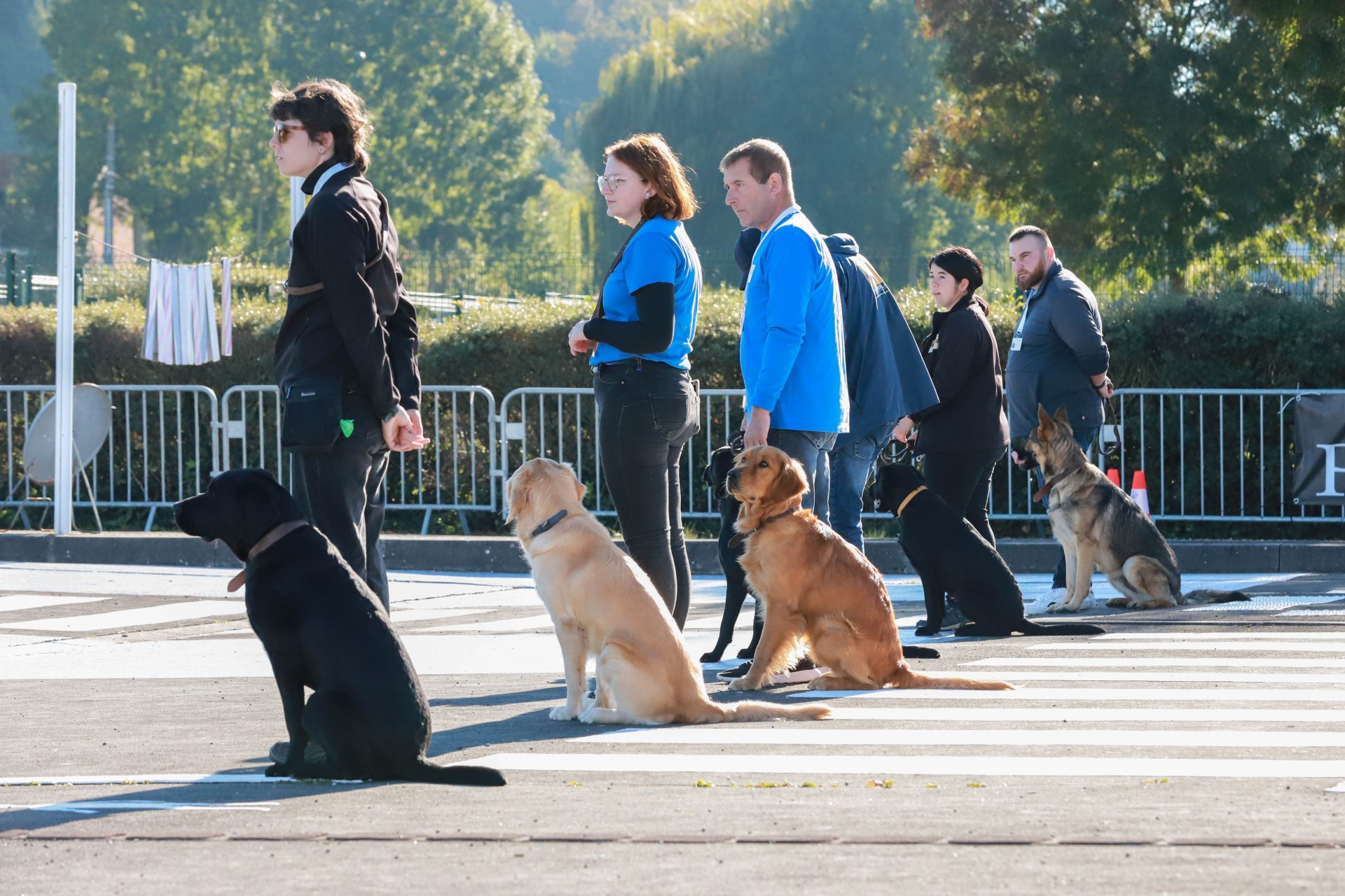 Plusieurs éducateurs et chiens guides effectuent des exercices d'éducation