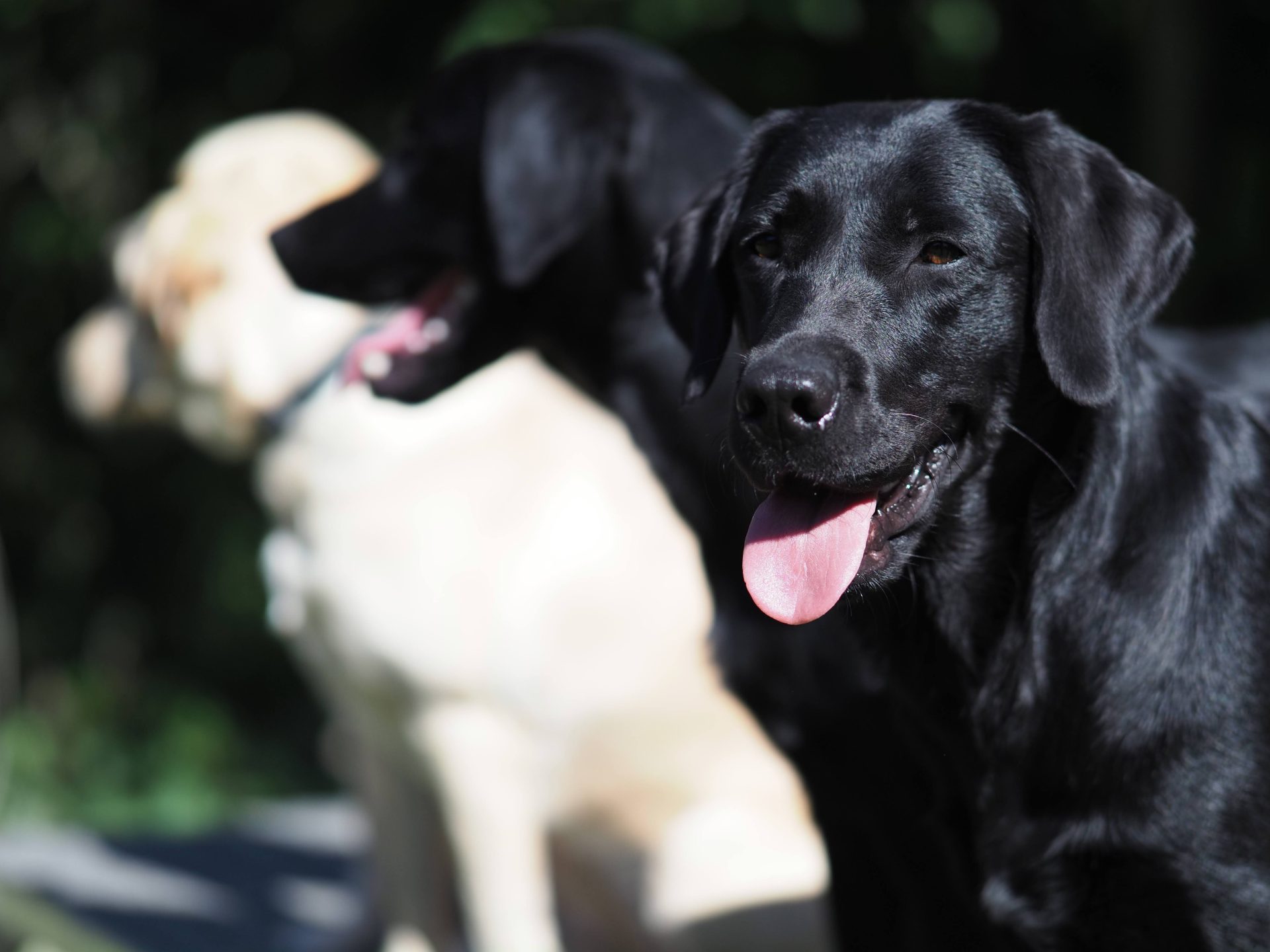 Chiens Guides Paris